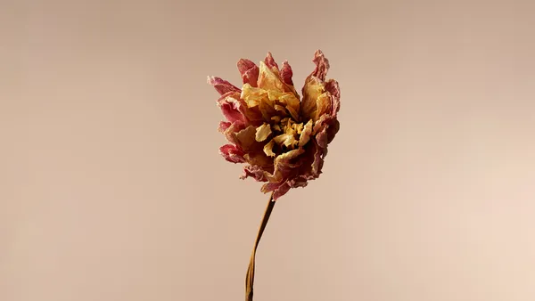 Dahlien