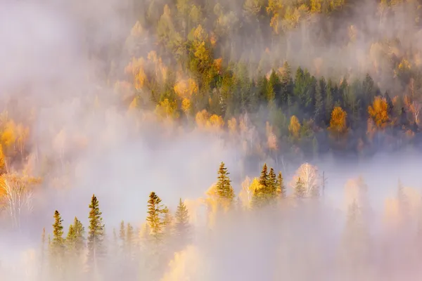 Wald