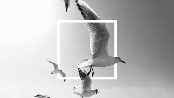 Vögel