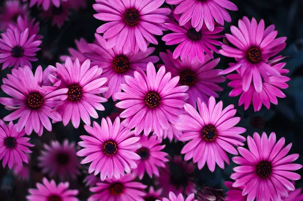 Gänseblümchen