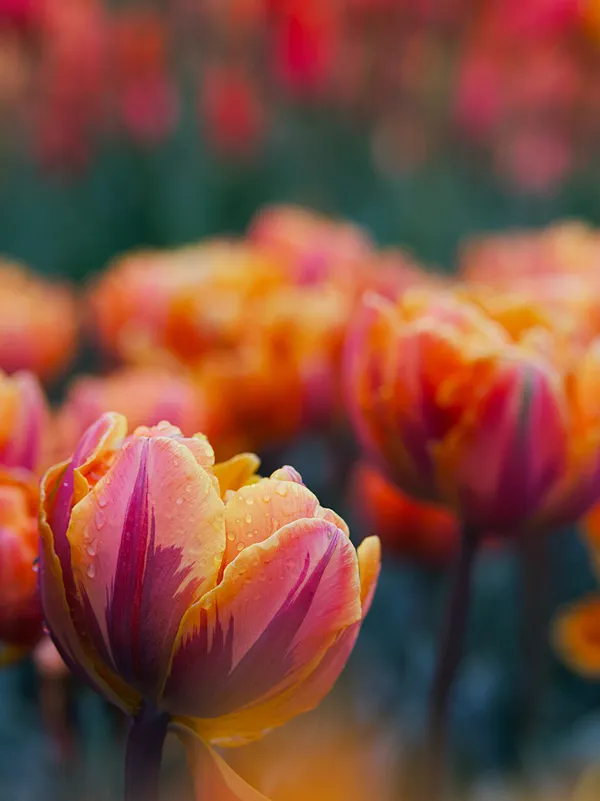 Tulpenblüte
