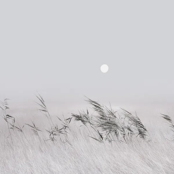 Gras