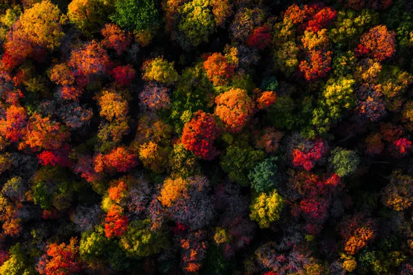 Herbst