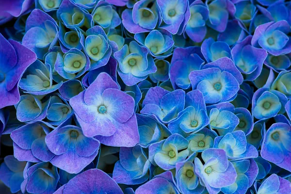 Lila Blumen