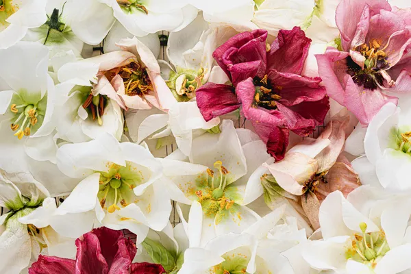 Weiße Blumen