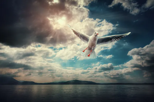 Fliegende Vögel