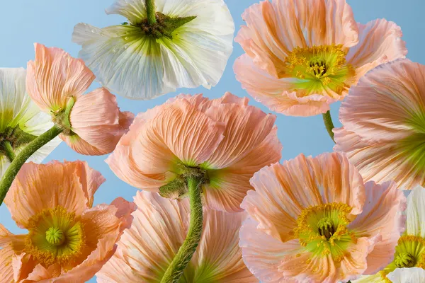 Orange Blumen