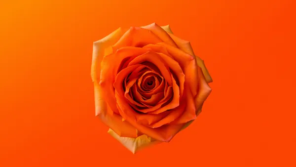 Orange Rose