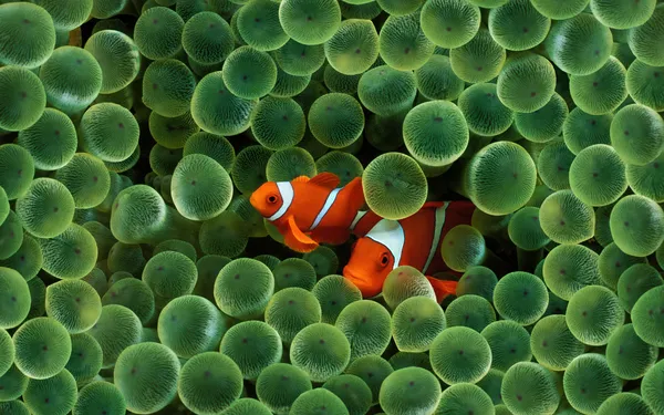 Fische