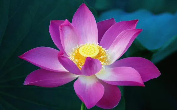 Lilien