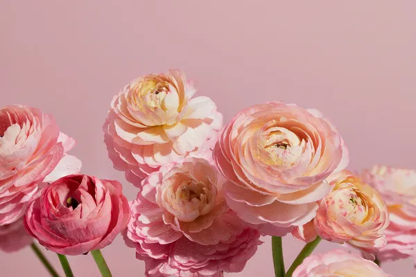 Rosa Blumen