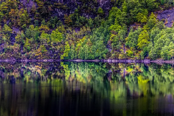 Regenwald