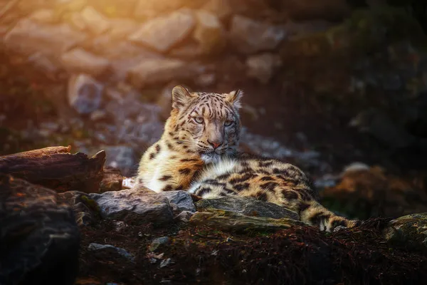 Leoparden
