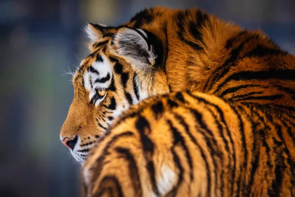 Sibirischer Tiger