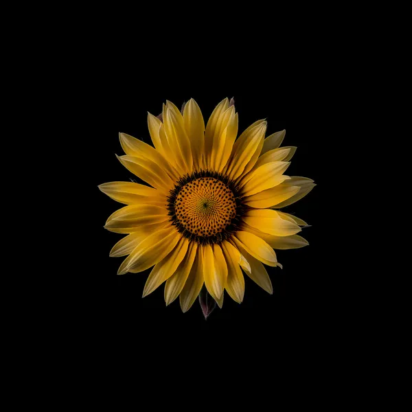 Sonnenblumen