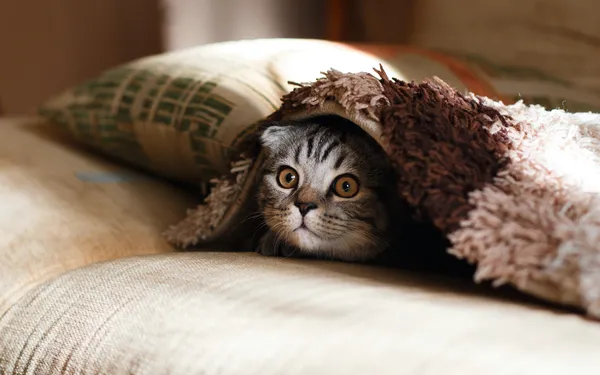 Süße Katzen