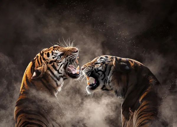 Bengalischer Tiger