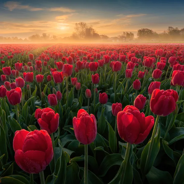 Tulpenfelder