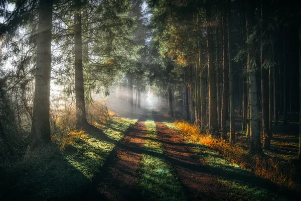 Morgennebel