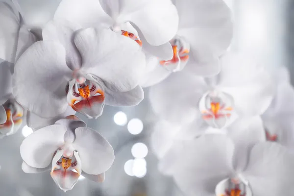 Orchideen