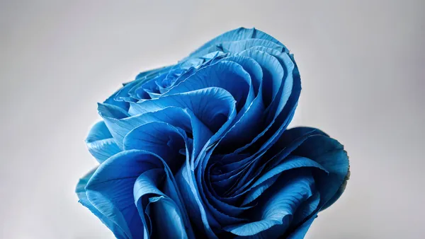 Blaue Blume