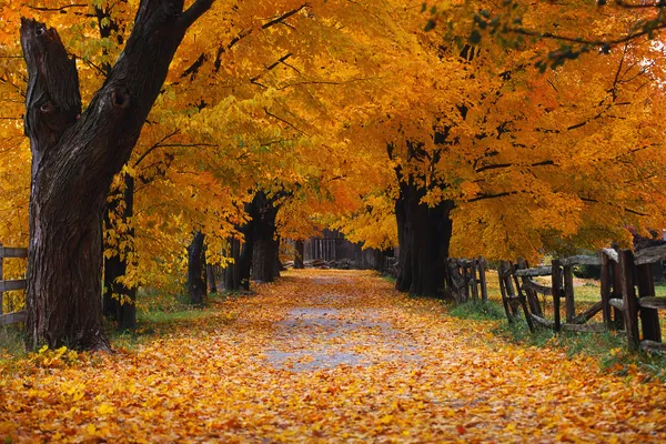 Herbstblätter