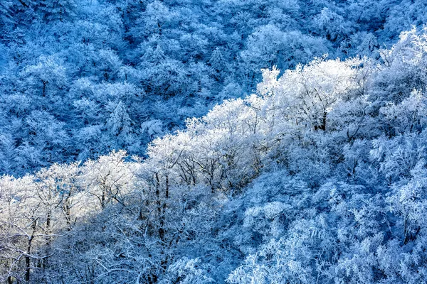 Winterwald