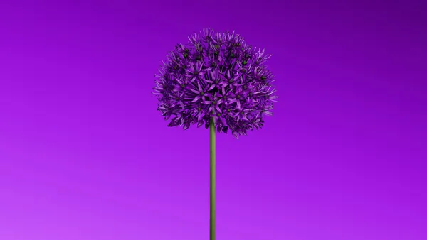 Lila Blume