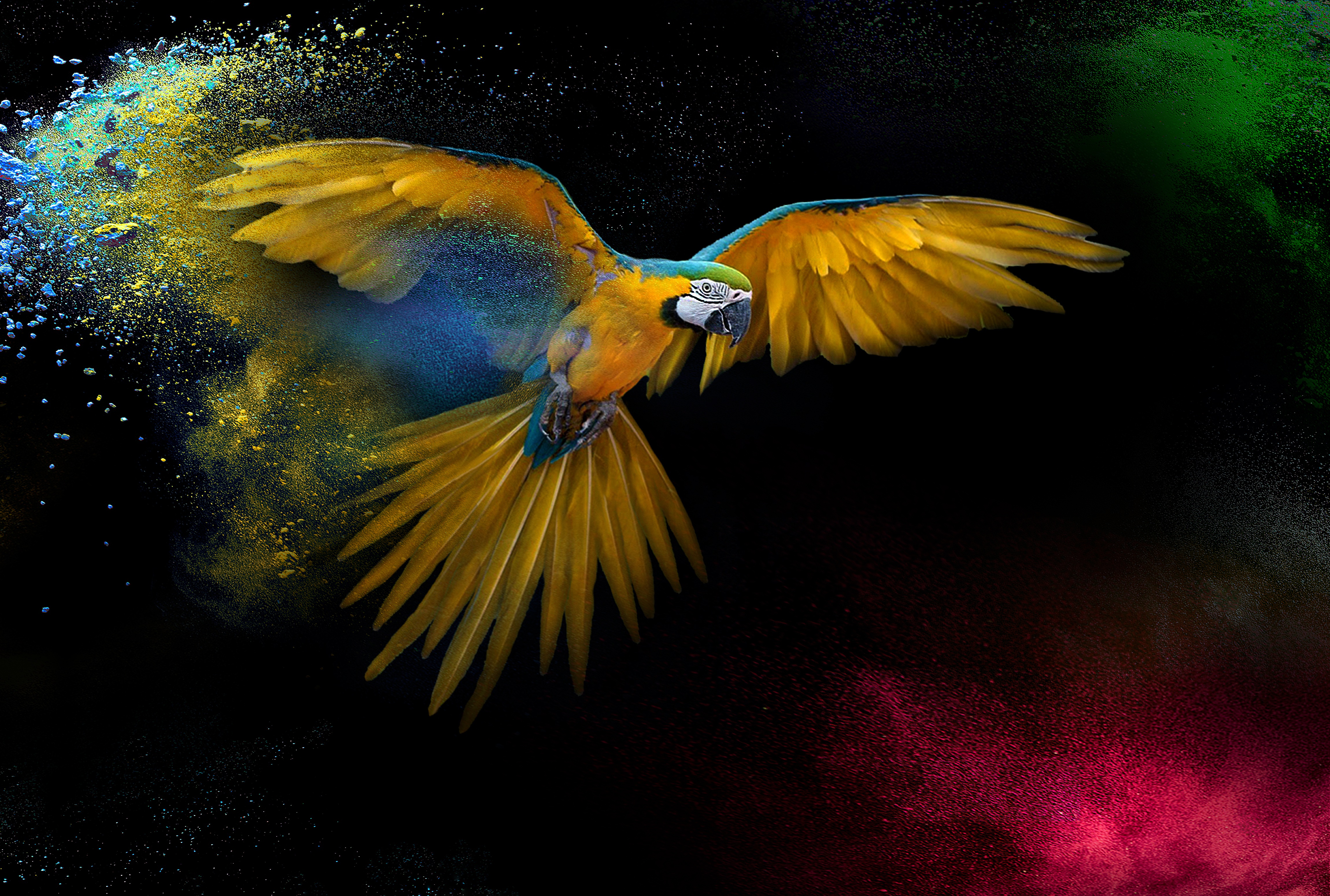 Ara, Flügel, Federn, bunt, Spritzer, schwarzer Hintergrund, gelber Vogel