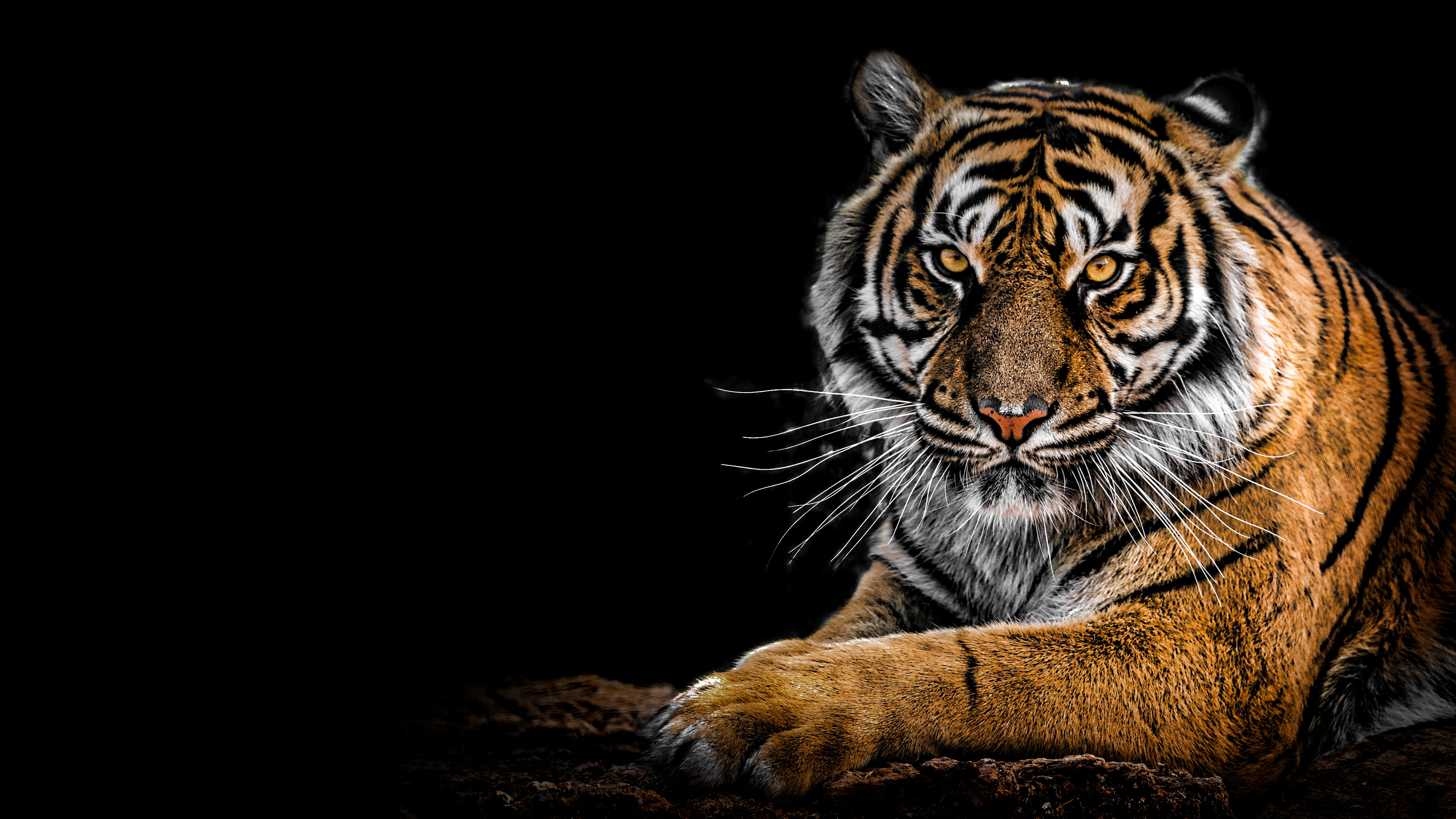 Bengalischer Tiger, AMOLED, Großkatze, Raubtier, Schwarzer Hintergrund, Nahaufnahme