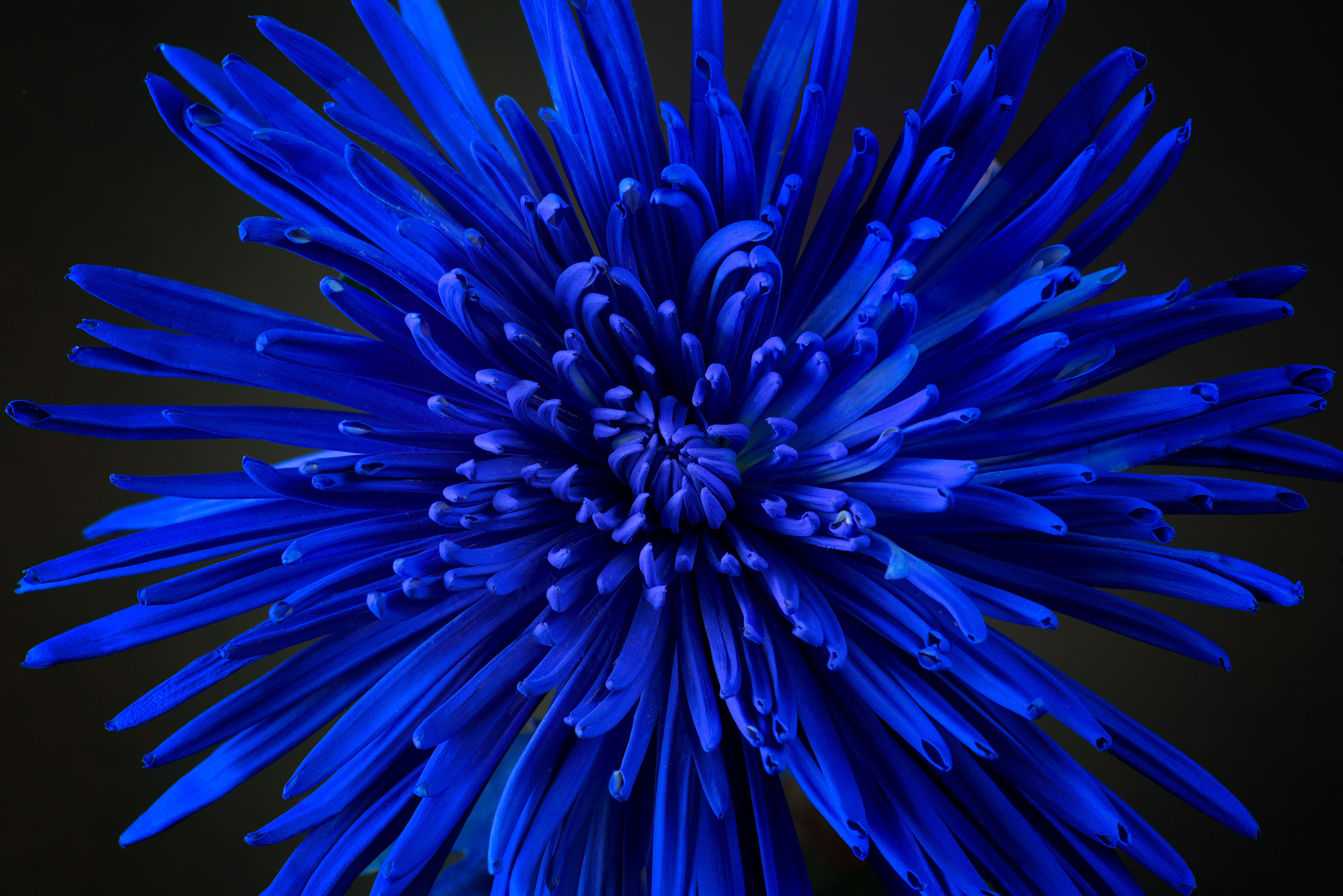 blaue Blume, Chrysantheme, Blüte, Nahaufnahme-Fotografie, Blühen, schön, 5K