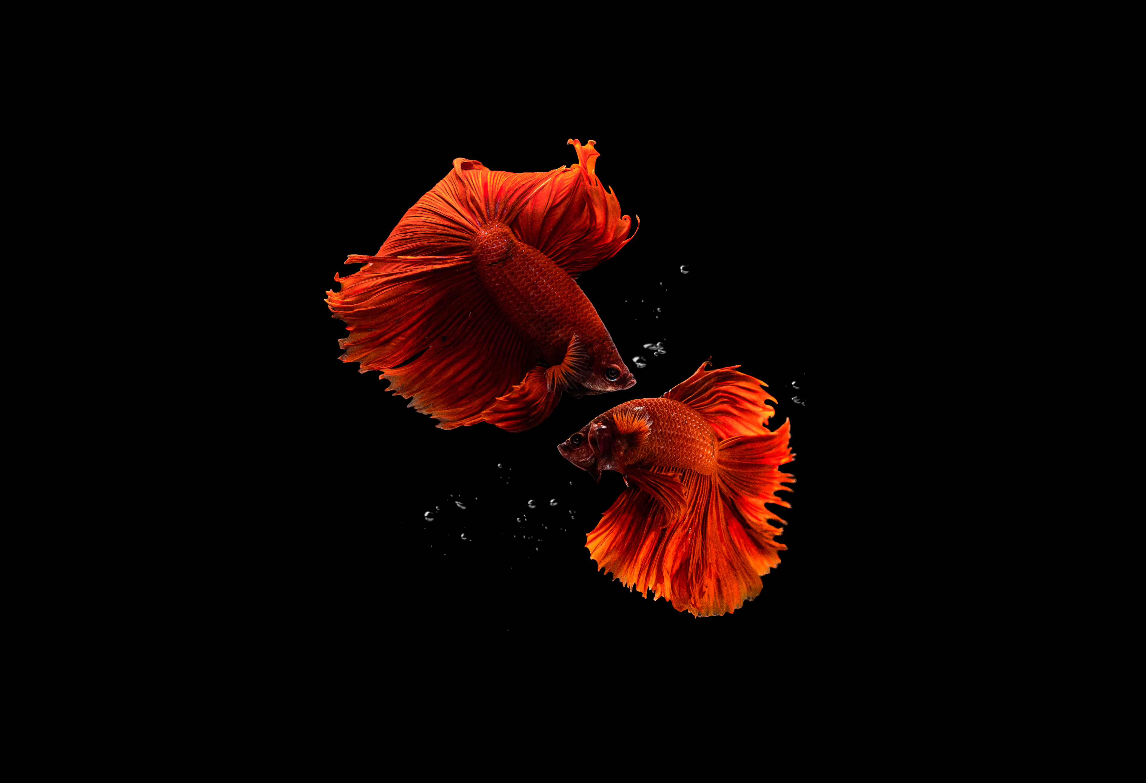 Fische, Aquarium, Schwarzer Hintergrund, AMOLED