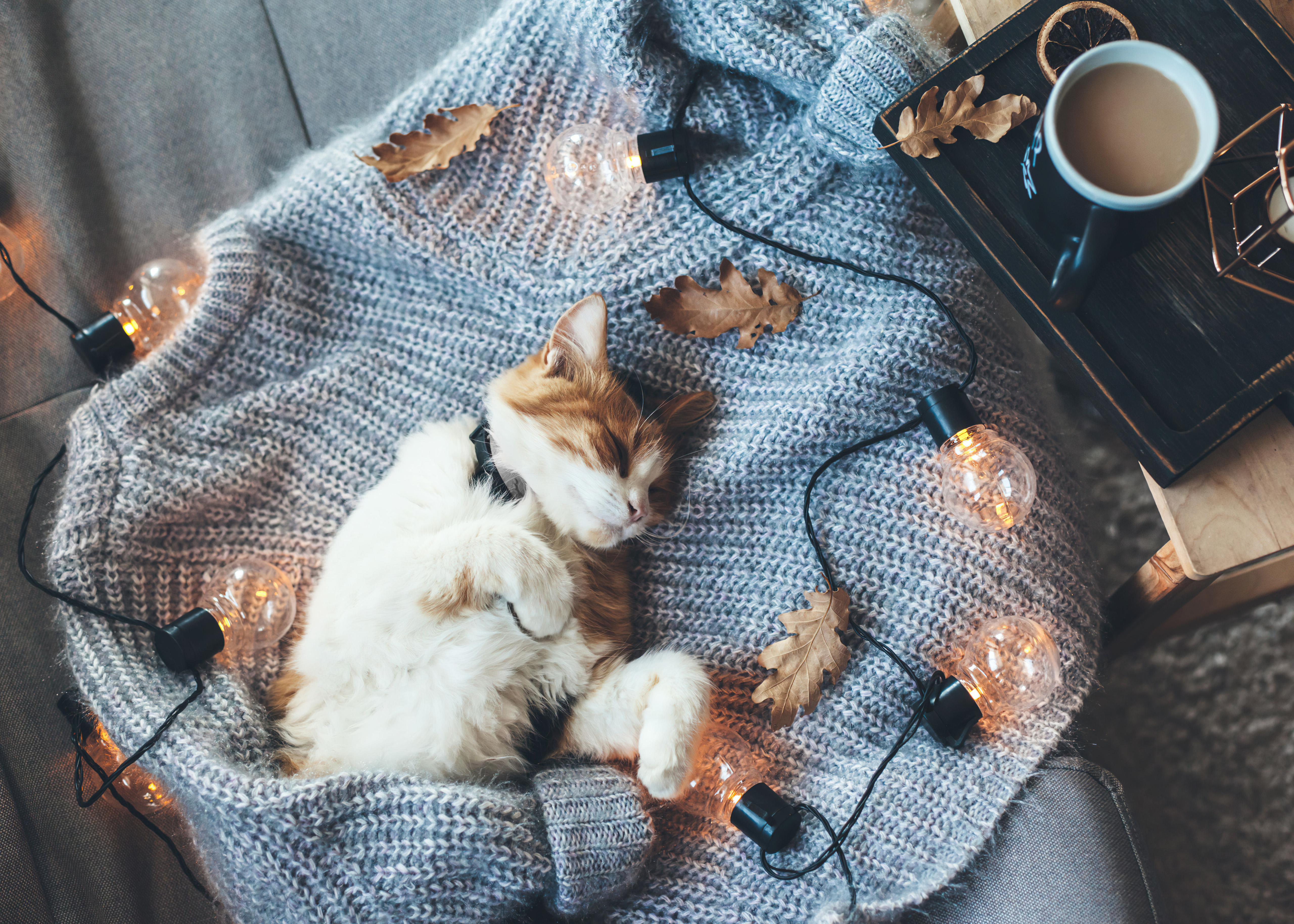 Gemütlich, Katze, 5K, Schlafend, Lichter
