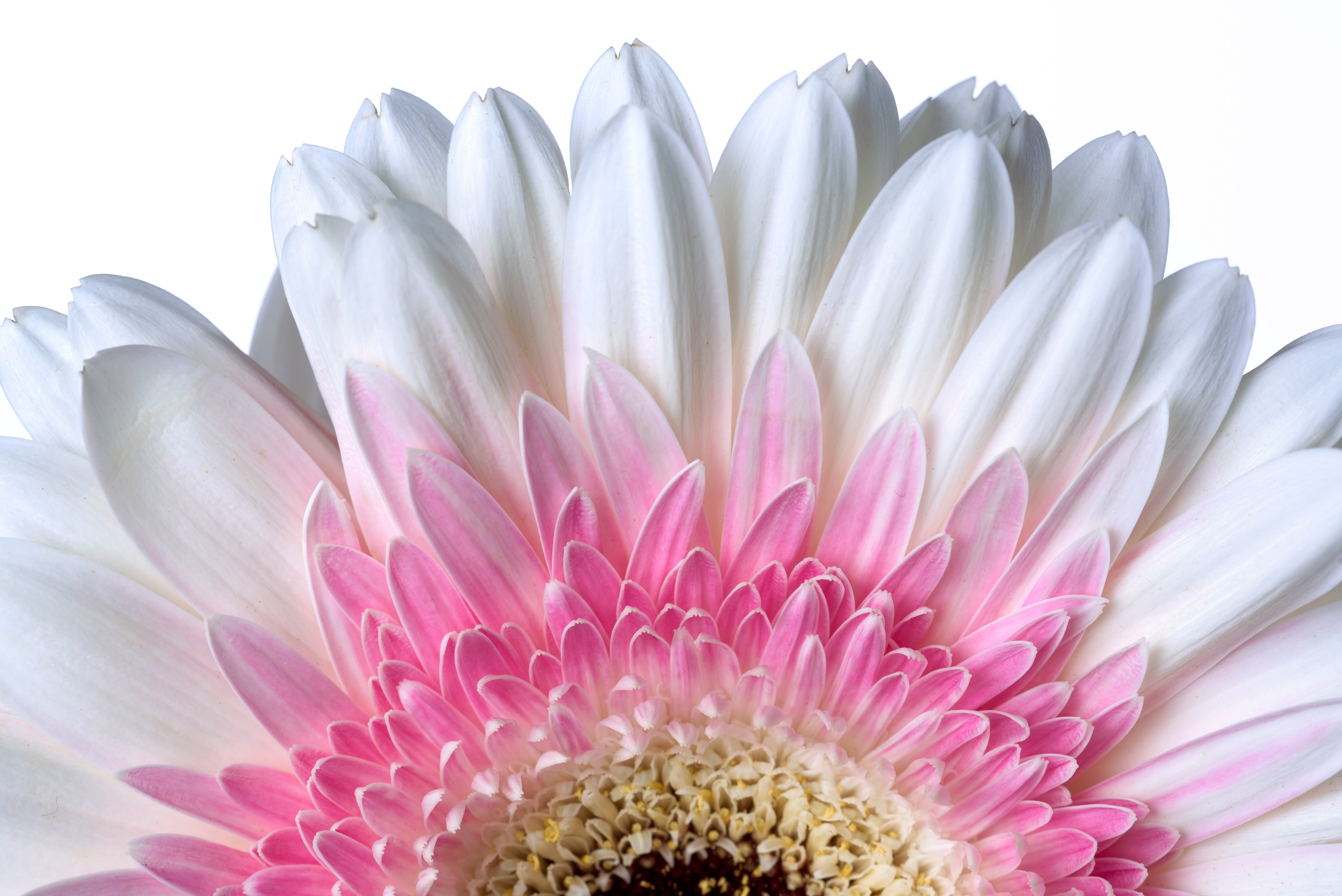 Gerbera, Gänseblümchen, Weiße Blume, Weißer Hintergrund, 5K