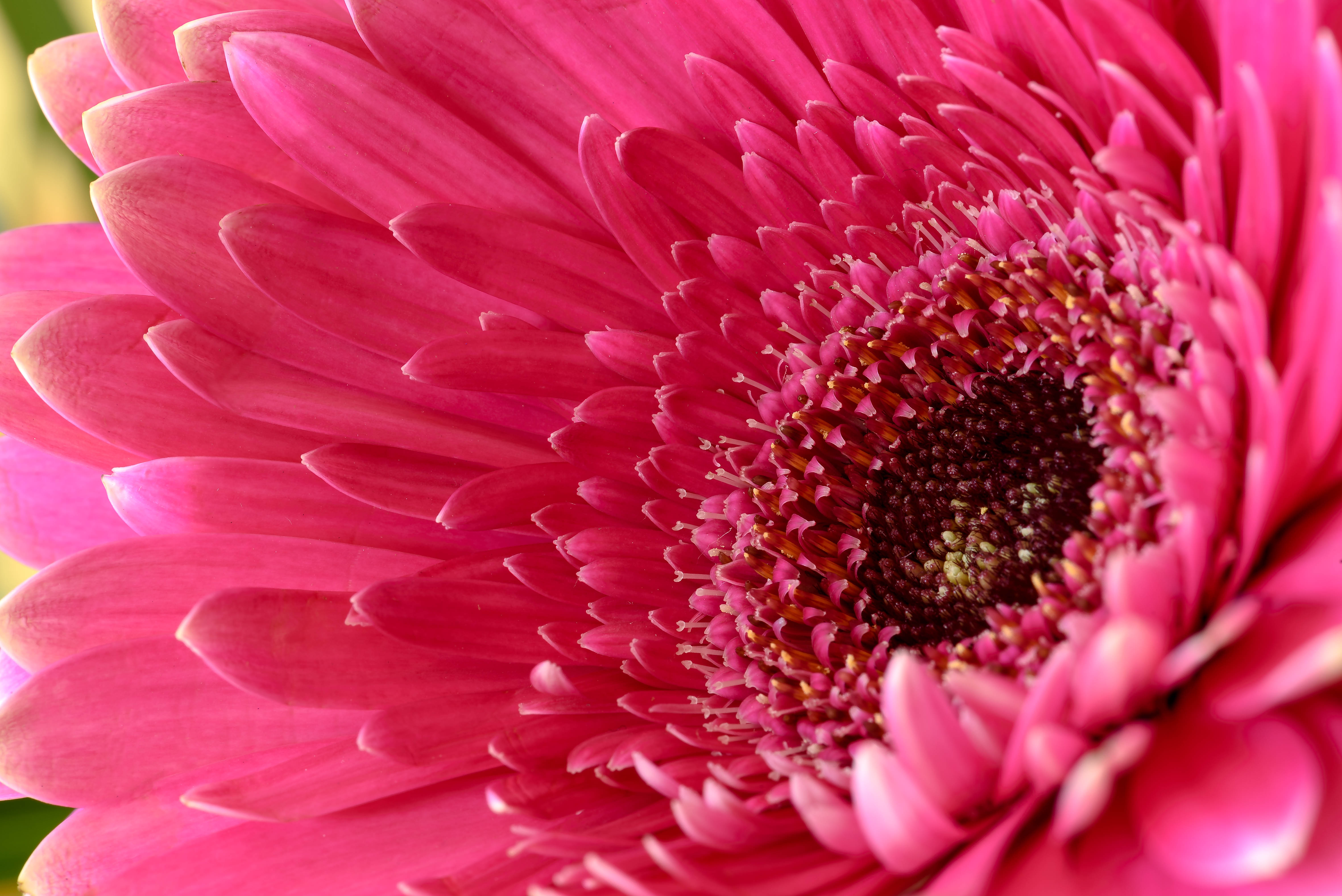 Gerbera, Rosa Gänseblümchen, Gänseblümchen, Rosa Blume, 5K