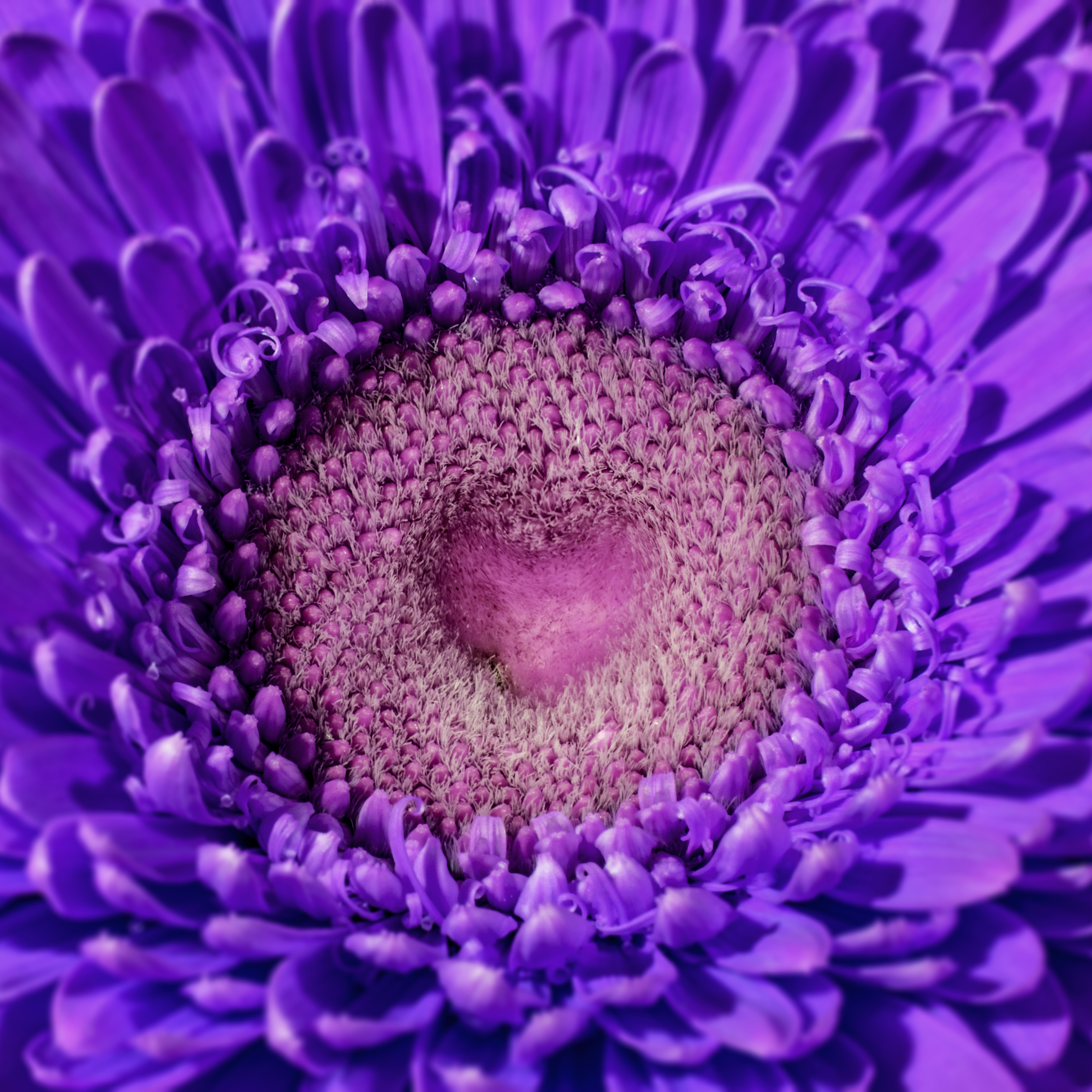 Gerbera, Violette Blumen, Nahaufnahme, Makro, Gänseblümchen, Herz, Blüte, Schön