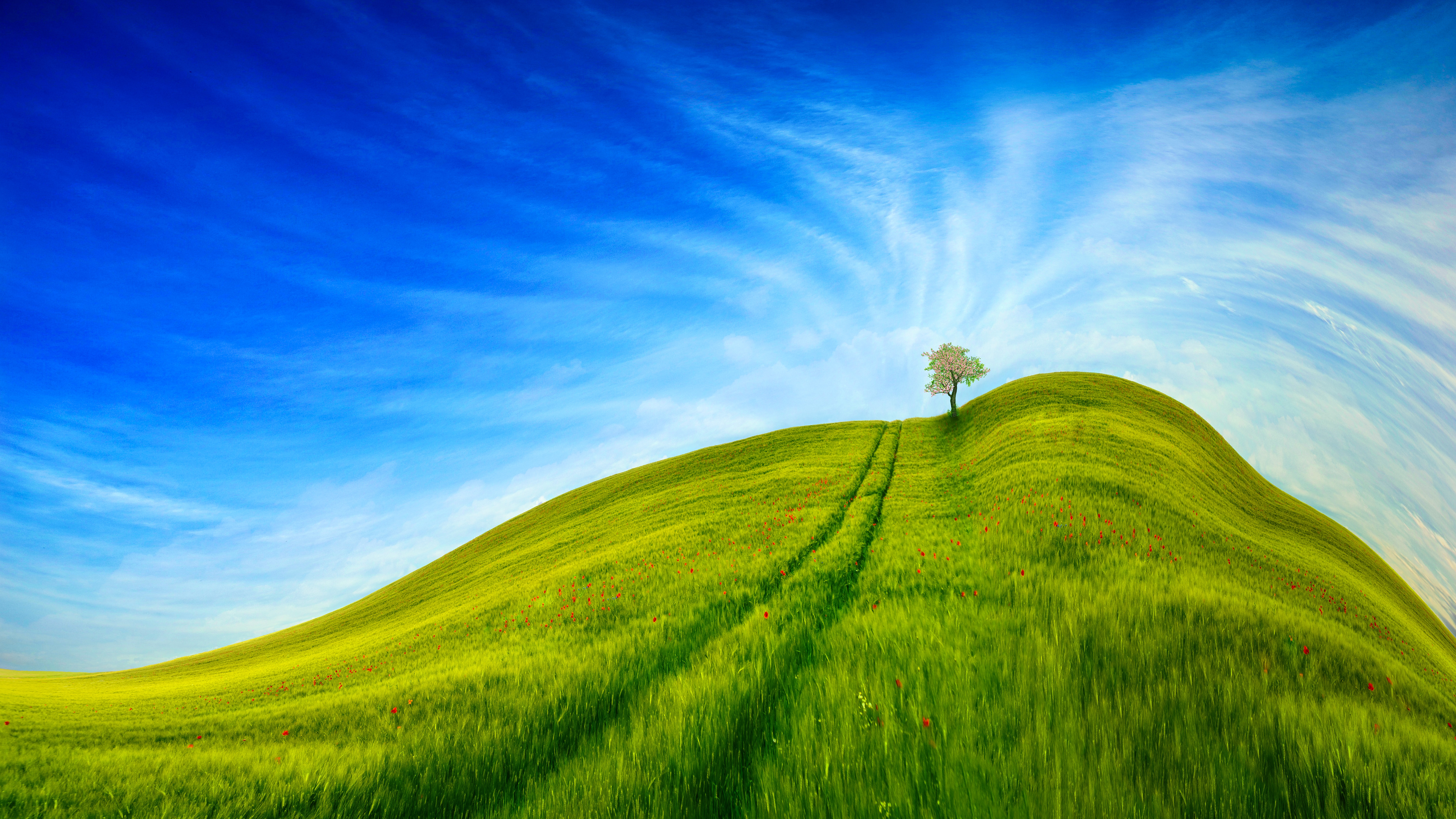 Graslandschaft, blauer Himmel, Baum, klarer Himmel, wunderschön, Szenerie, Tageszeit, 5K, 8K