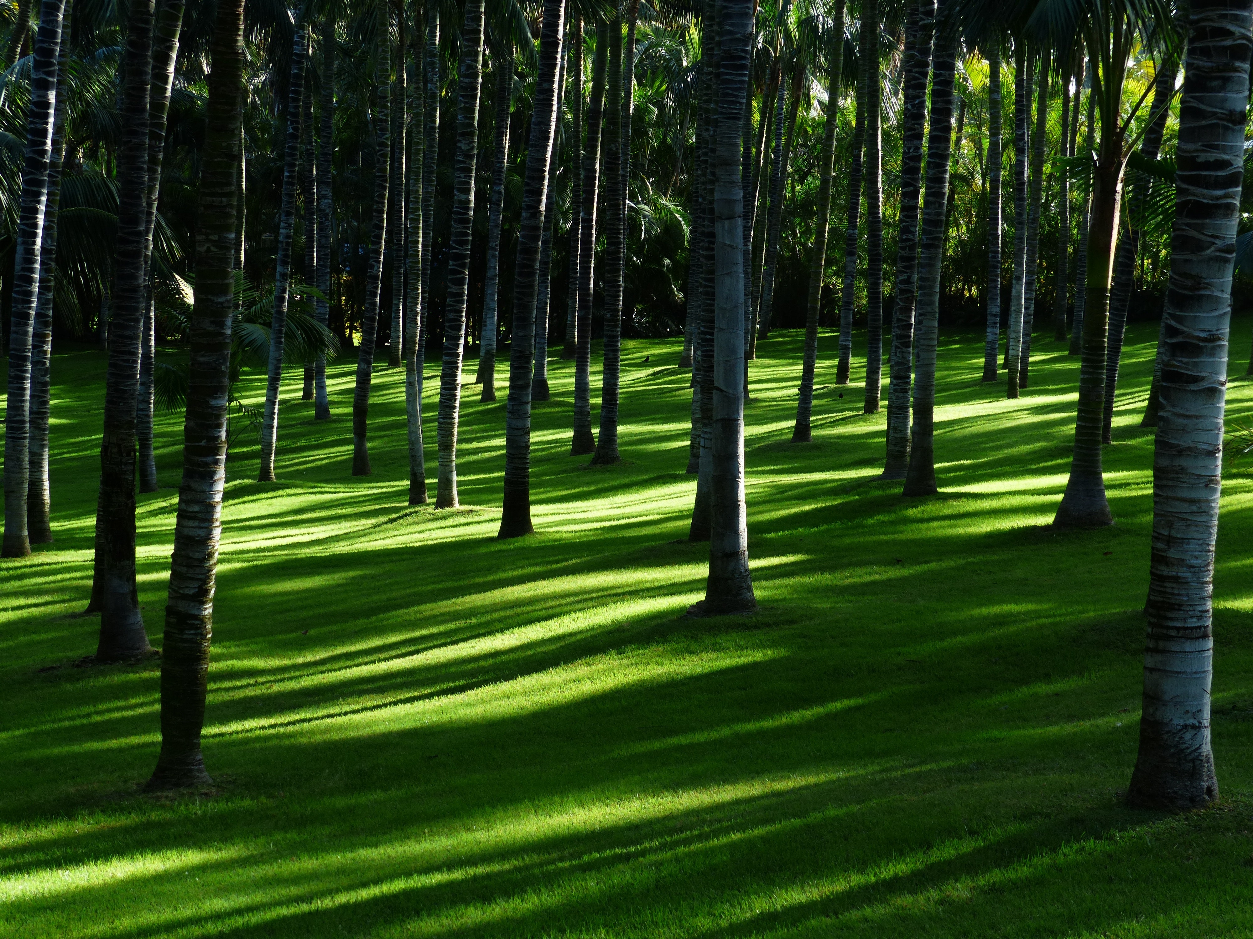 Grünes Gras, Bäume, Wald, Tageslicht, Wald, Landschaft