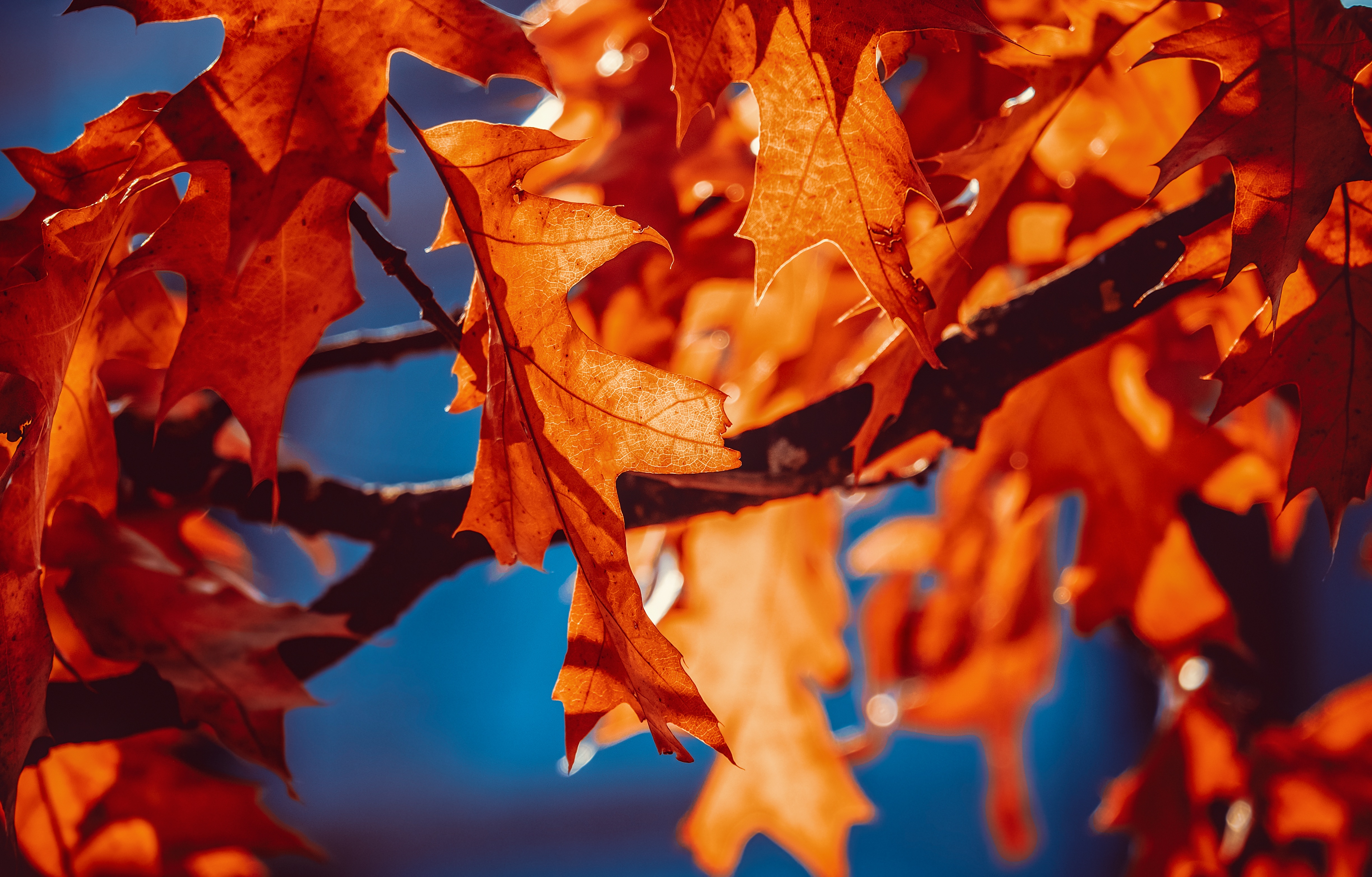 Herbstblätter, Orangefarbenes Blatt, Sonnenlicht, Nahaufnahme, 5K