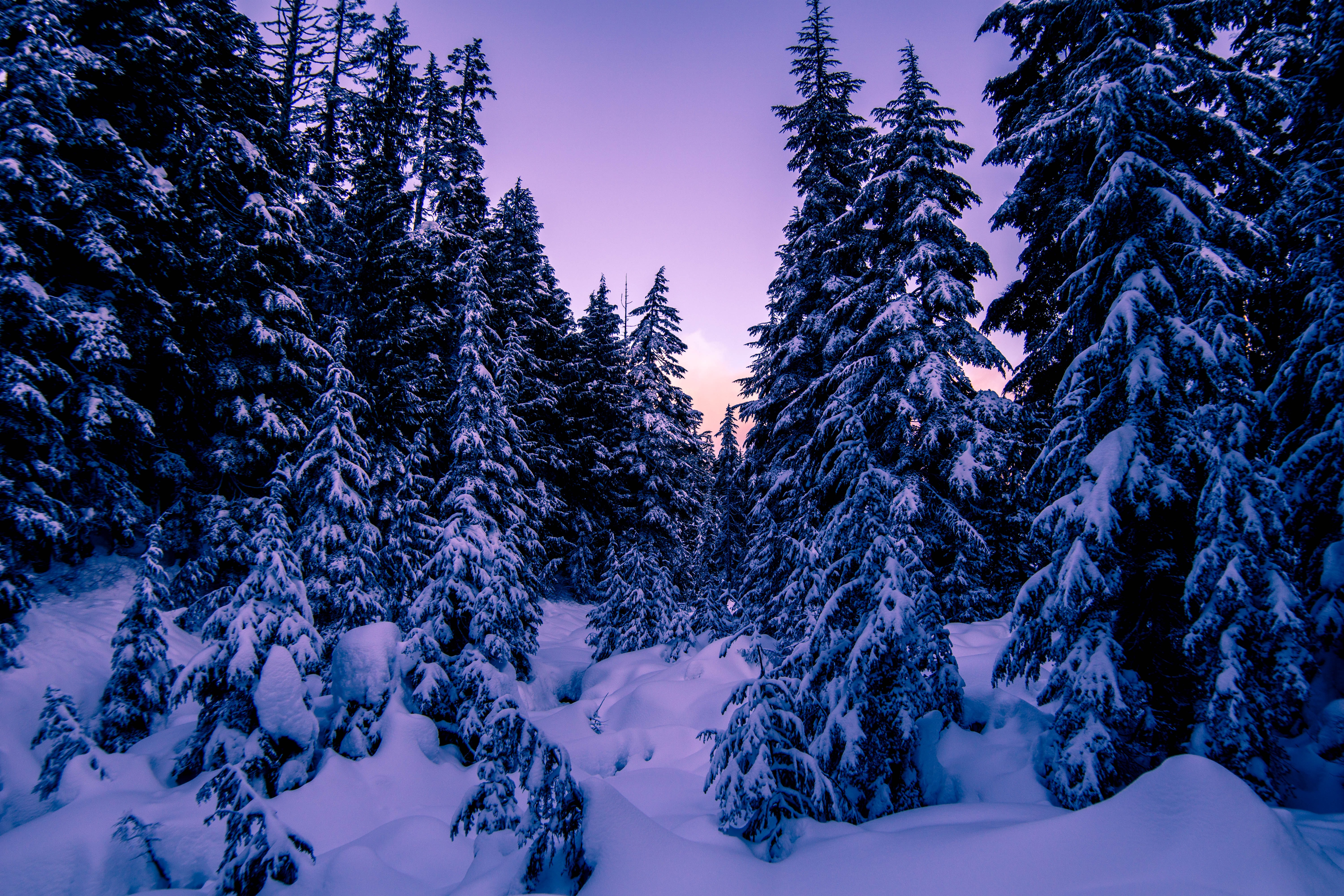 Kiefern, Schneebedeckt, Lila Himmel, Sonnenuntergang, Winter, 5K