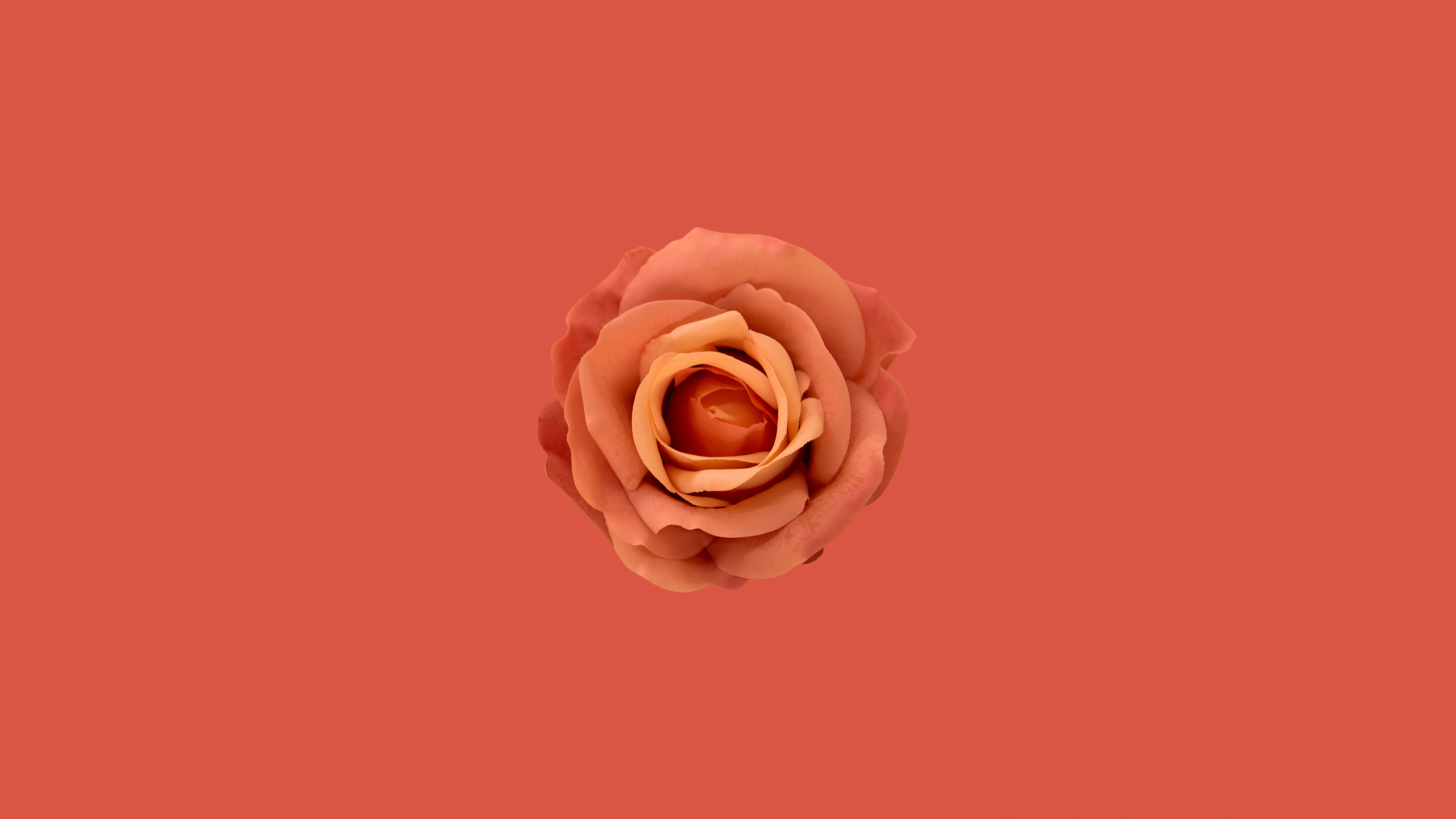 Orange Blume, Orange Rose, Oranger Hintergrund, Orange Ästhetik, 5K, 8K