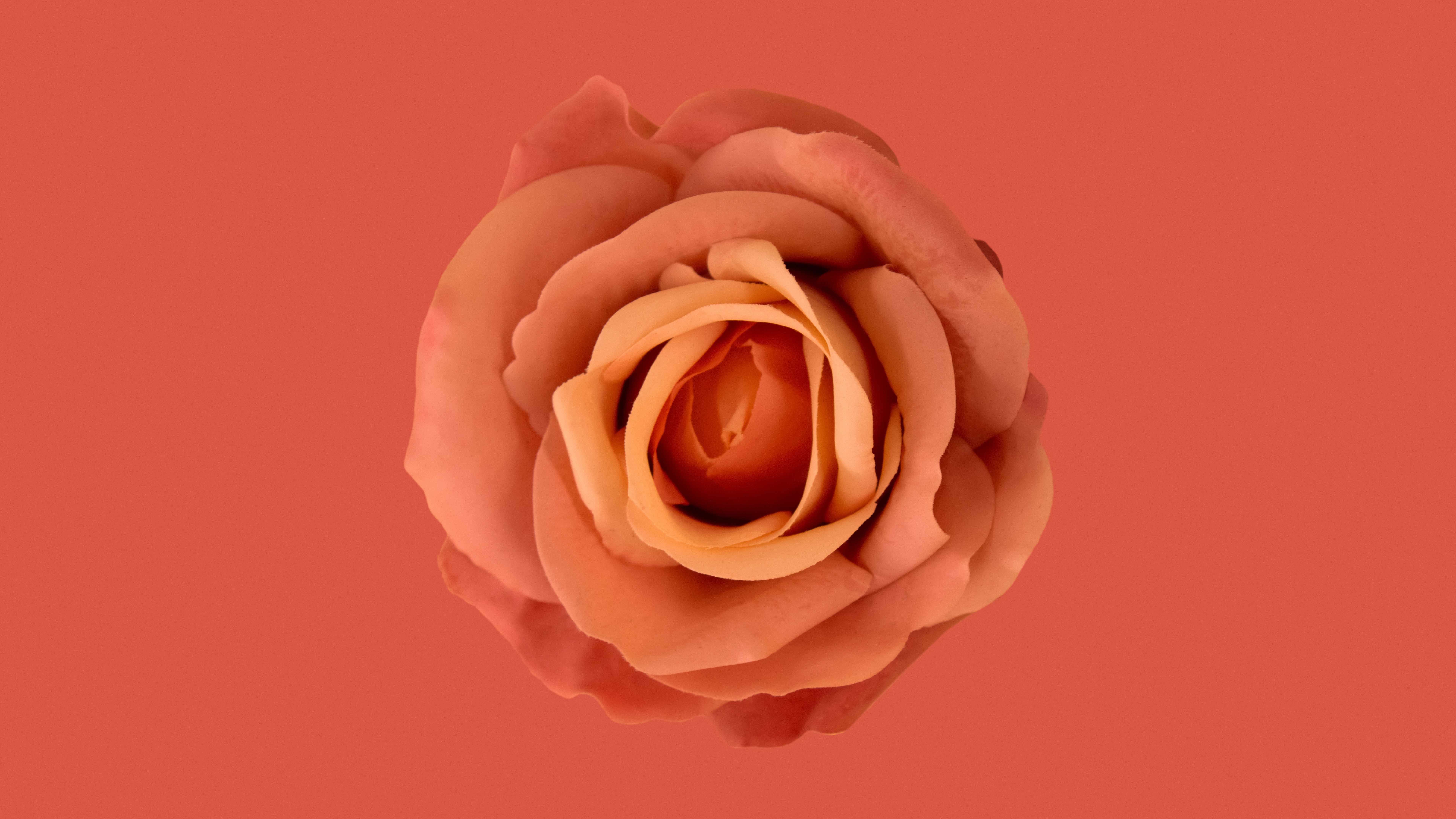 Orange Blume, Oranger Hintergrund, Orange Rose, Orange Ästhetik, 8K, 5K