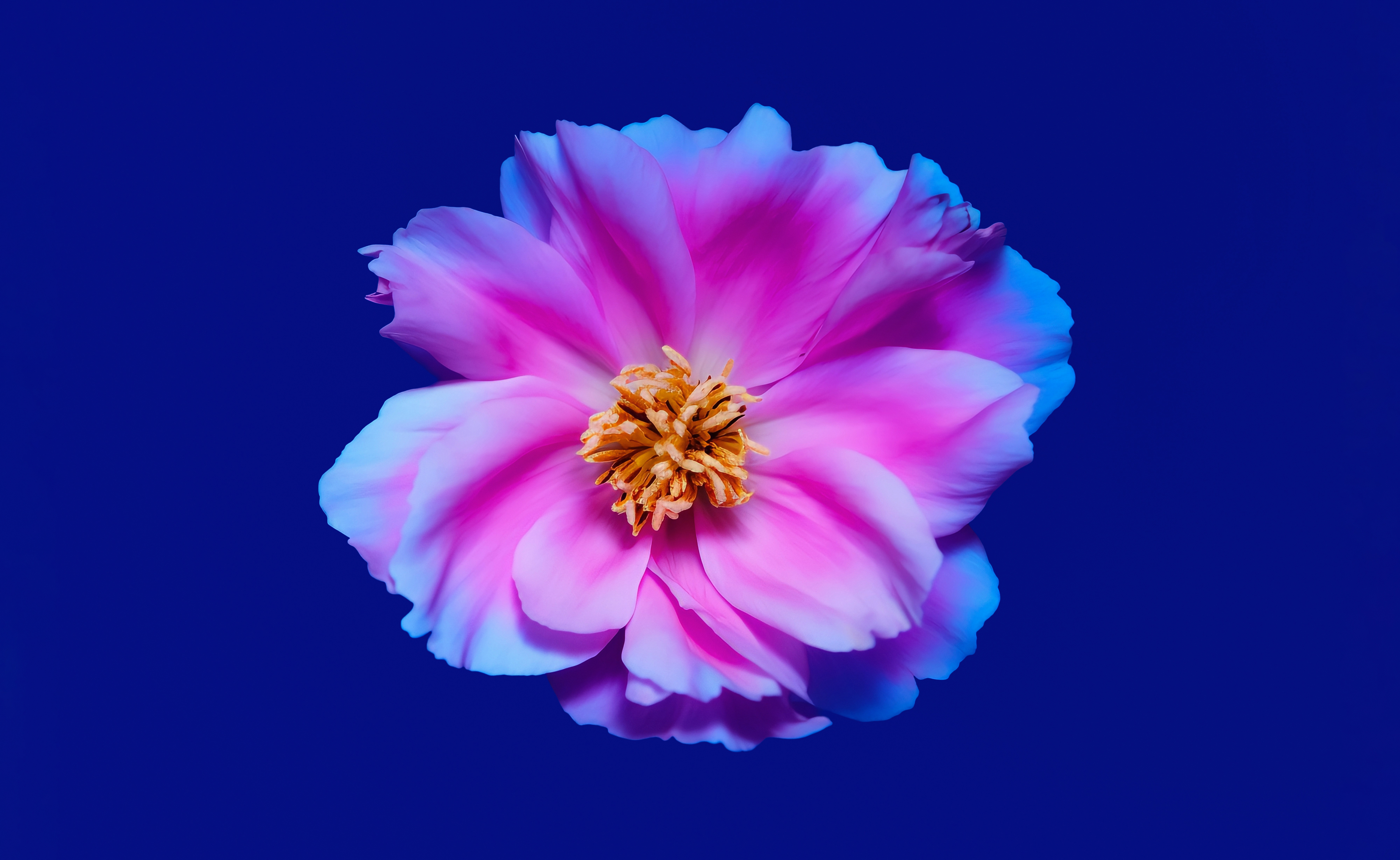 Pfingstrosen, Rosa Blume, Blauer Hintergrund, Rosa Pfingstrose, 5K, 8K