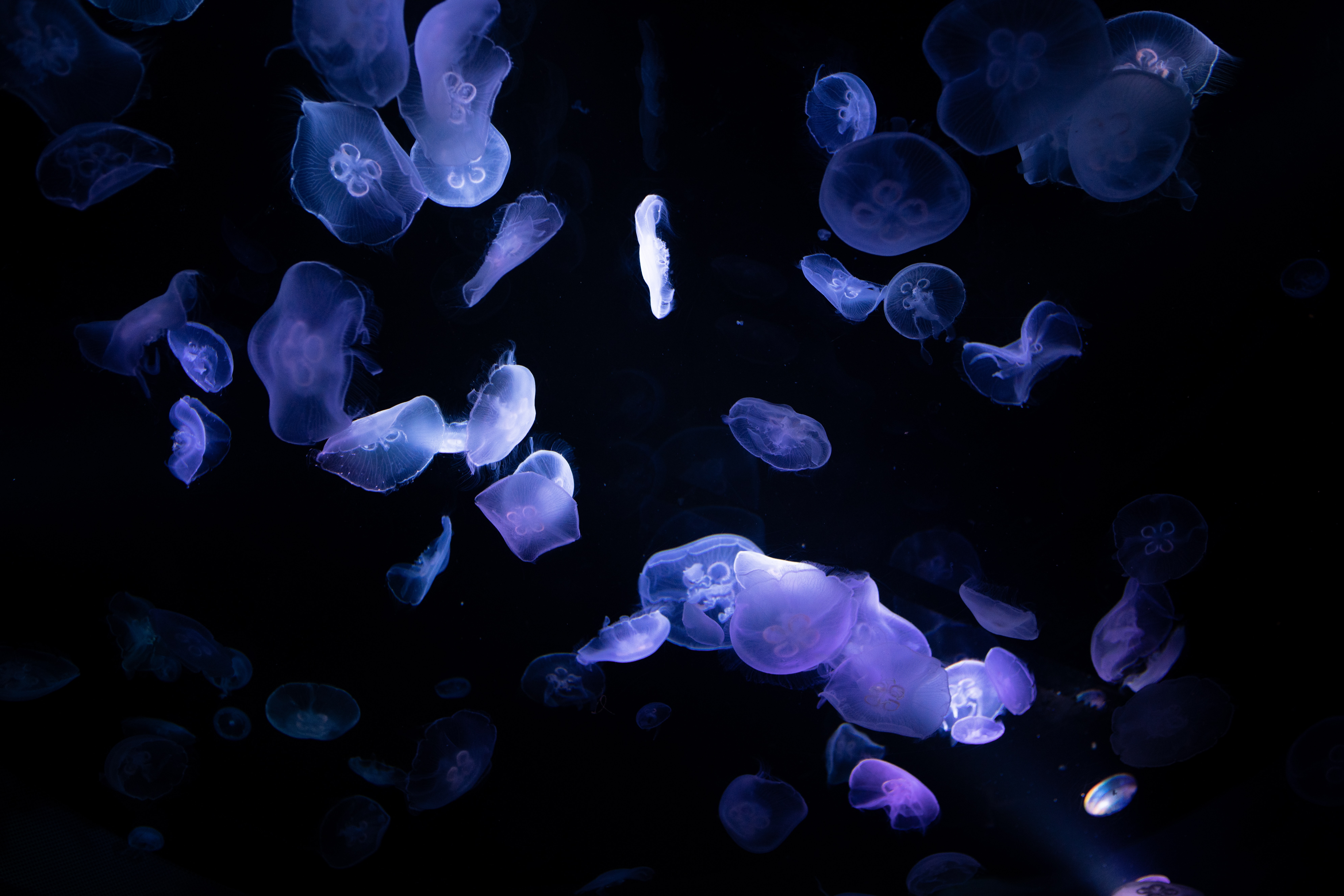 Quallen, 8K, Unterwasser, Tiefer Ozean, Dunkel, Schwarzer Hintergrund, 5K, Biolumineszenz