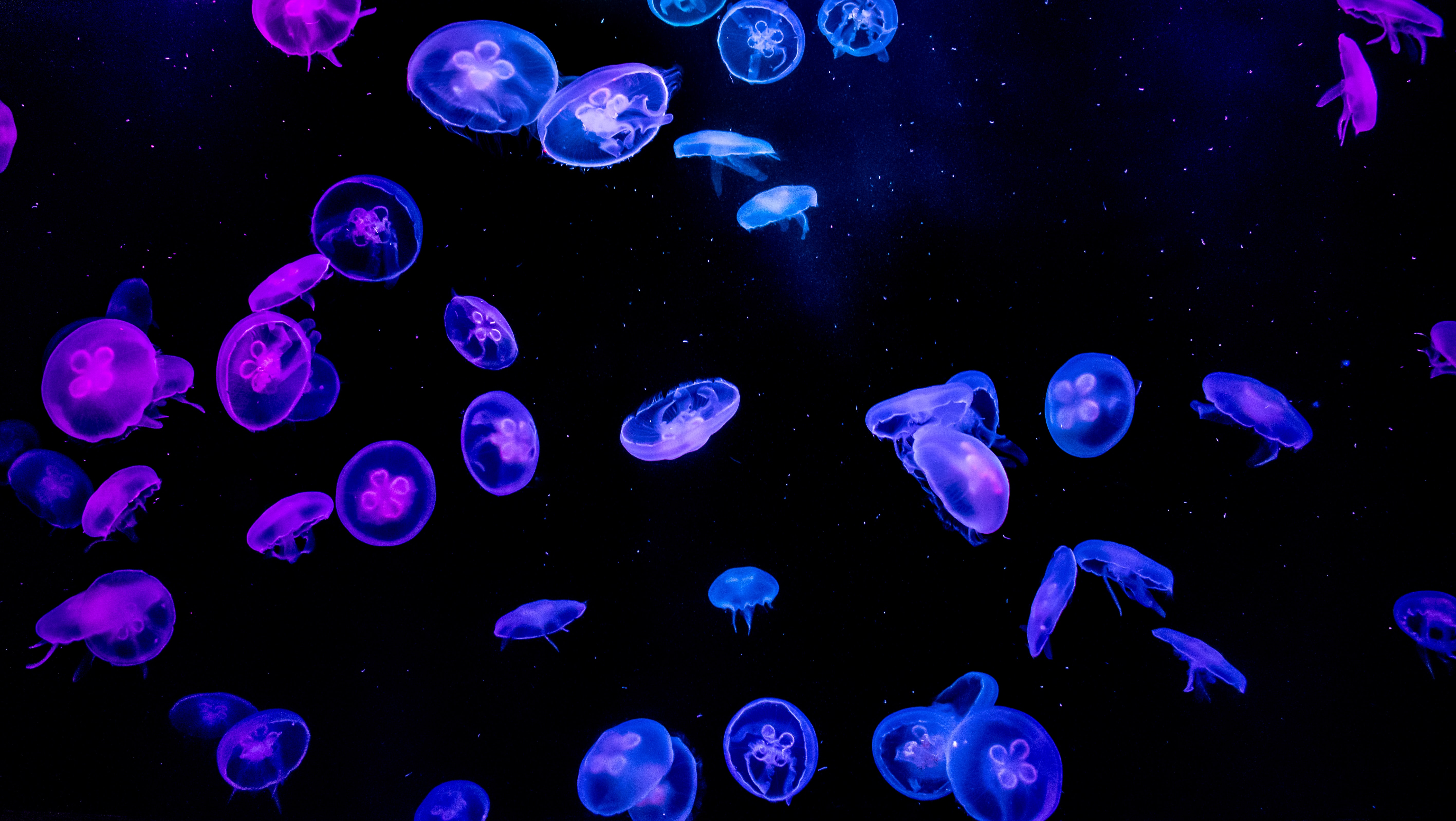 Quallen, Blau, Violett, Schwarzer Hintergrund, Unterwasser, Leuchtend, Aquarium, Lebendig, AMOLED, 5K, Biolumineszenz