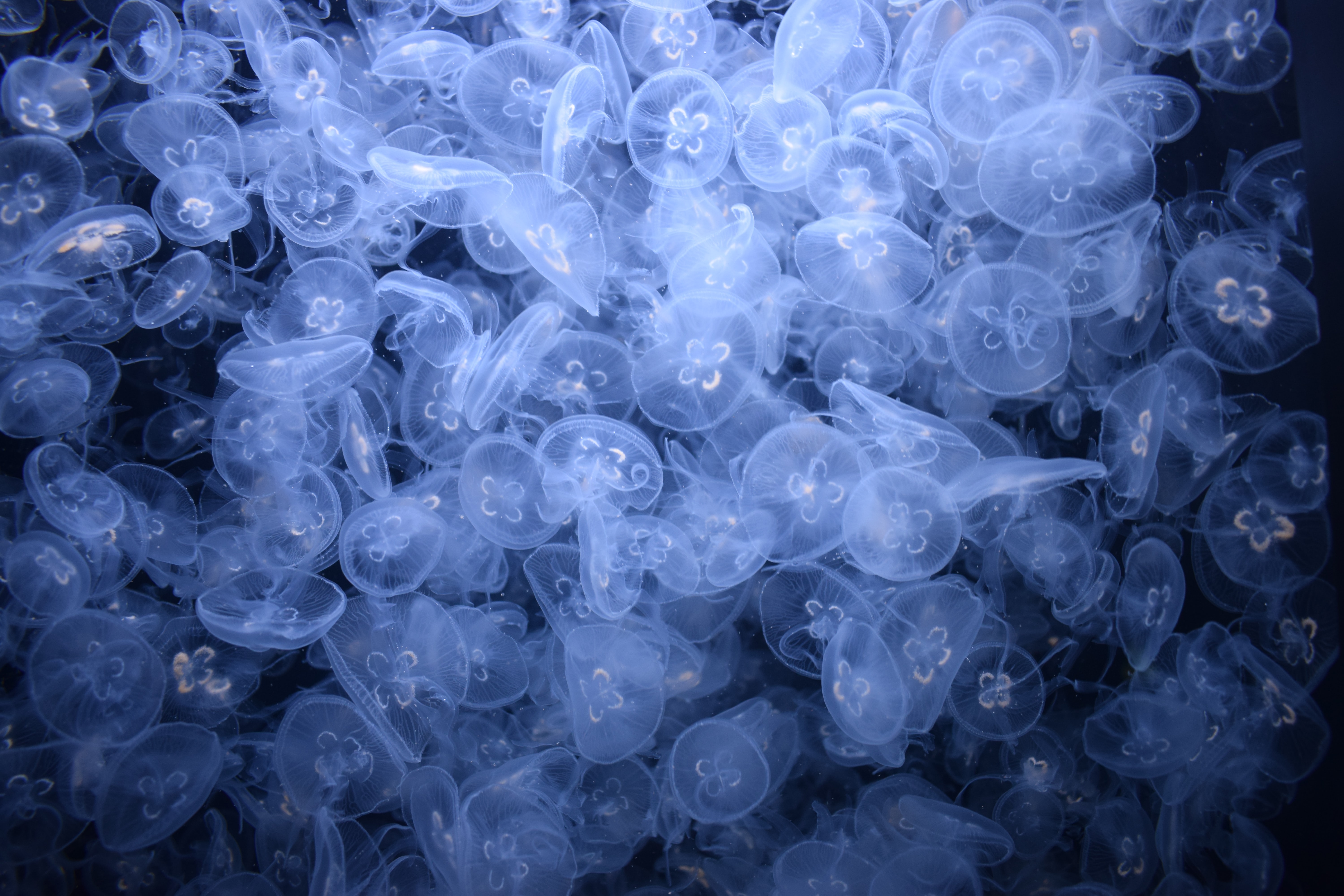 Quallen, Meeresleben, Unterwasser, Dunkler Hintergrund, Aquarium, Transparent, 5K