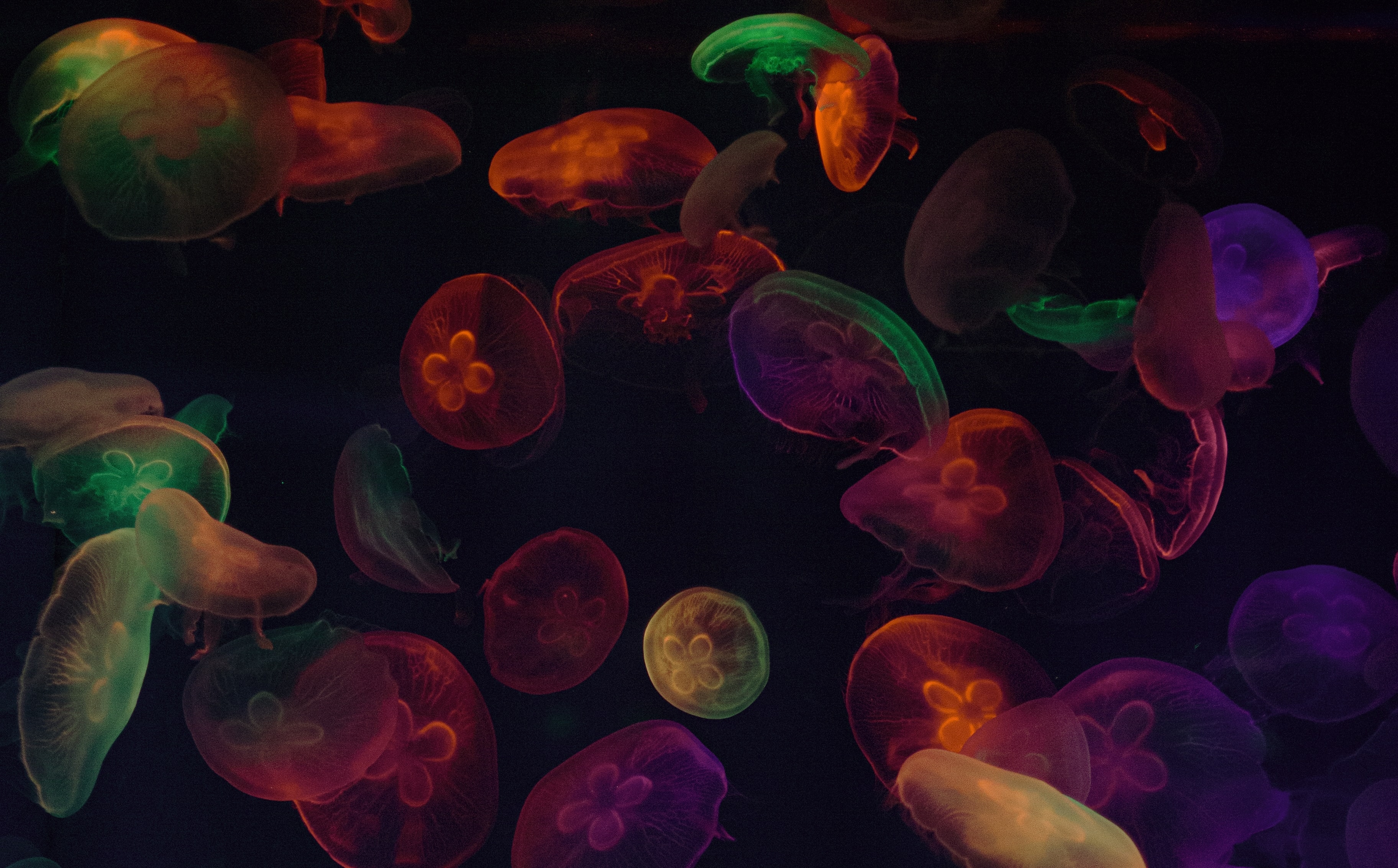 Quallen, Mehrfarbig, Schwarzer Hintergrund, Unterwasser, Farbenfroh, Meeresleben-Aquarium, Violett, Farbenfroh, Biolumineszenz