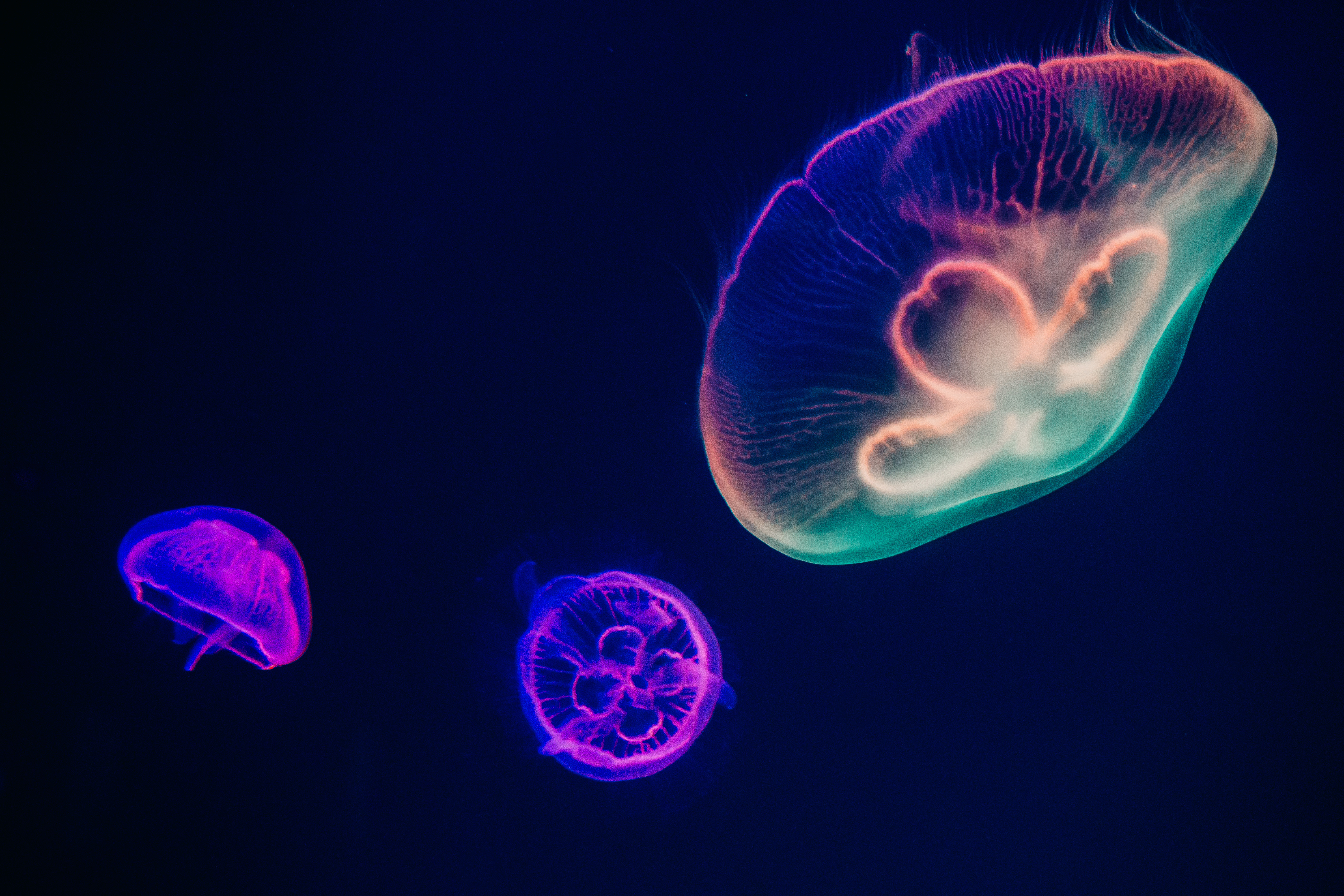 Quallen, Violett, Mehrfarbig, Dunkler Hintergrund, Unterwasser, Aquarium, Meeresleben, Leuchtend, Hell, 5K, Biolumineszenz, Dunkle Ästhetik