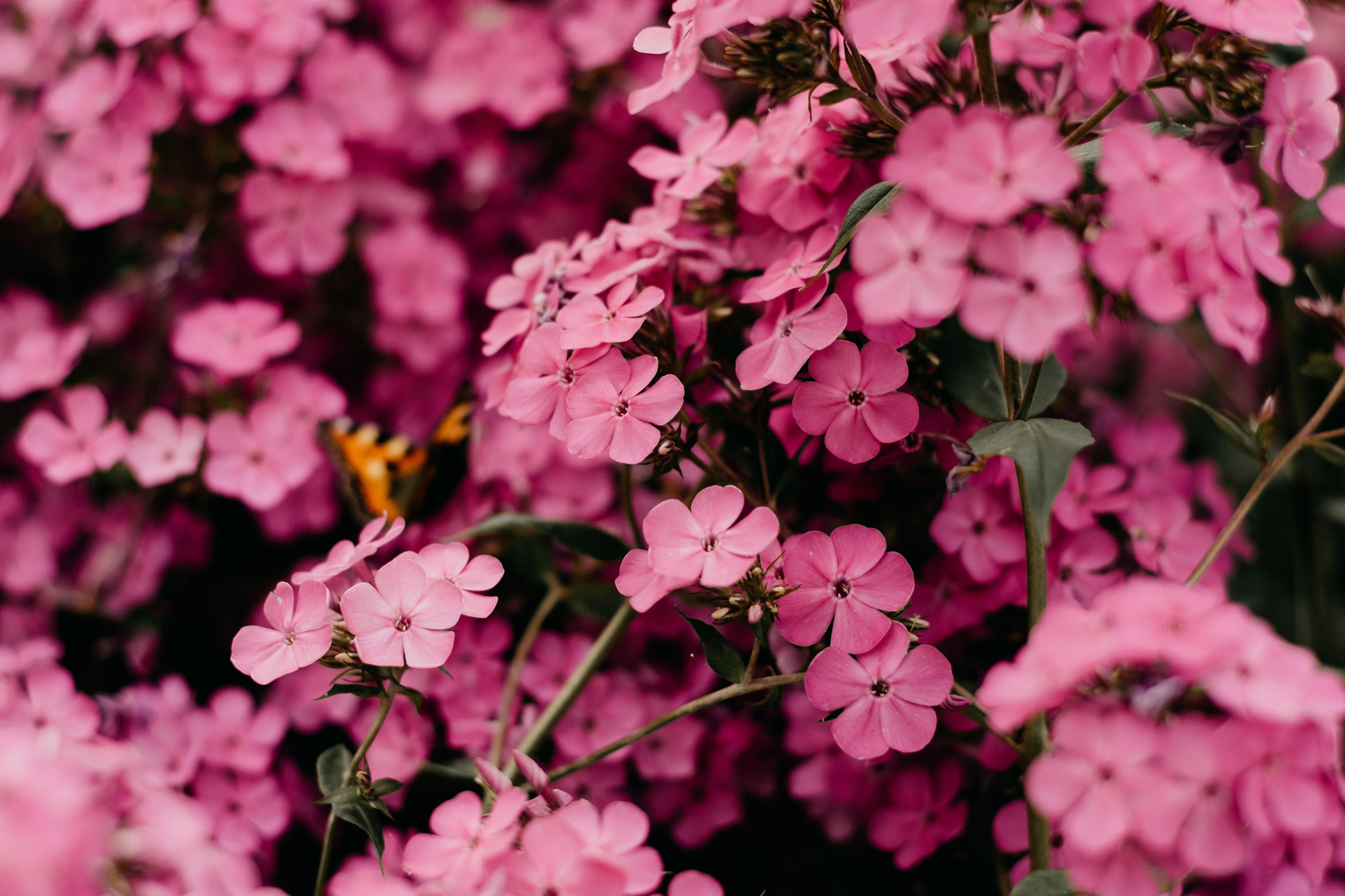 Rosa Blumen, Bokeh, Floral, Blüte, Blühen, Frühling, Nahaufnahme, Schön, 5K