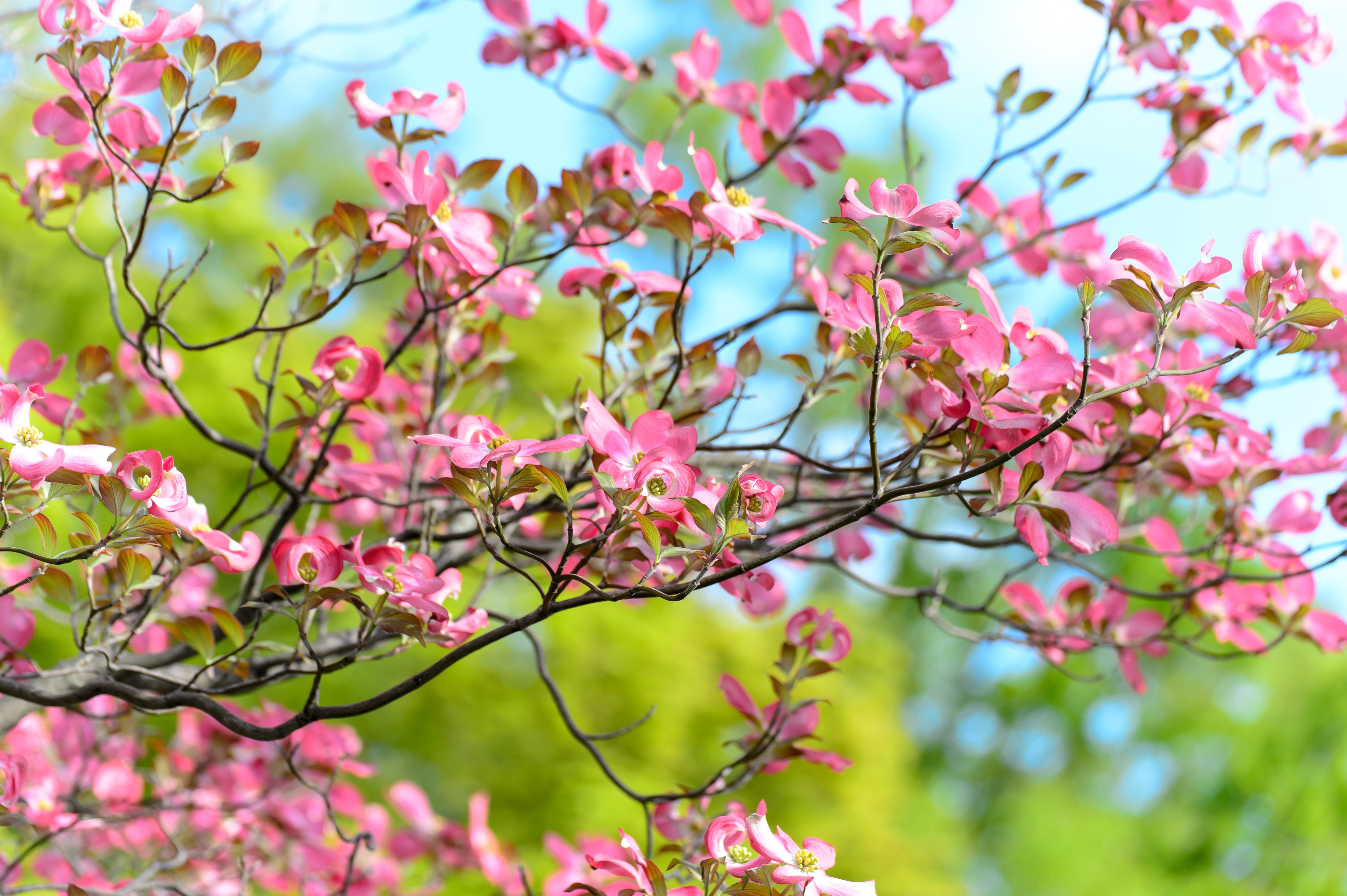 Rosa Blumen, Frühling, Bokeh, Schön, Grün, Blühen, 5K